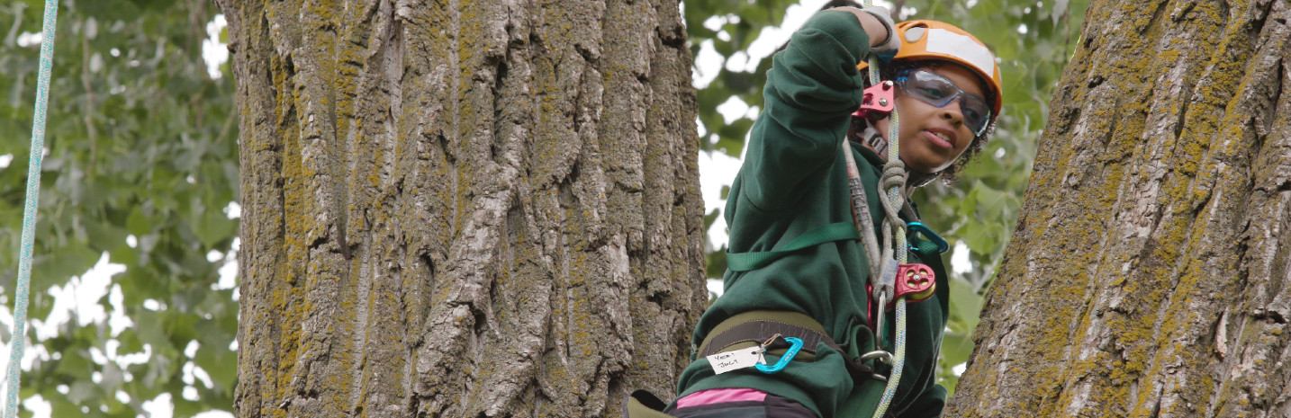 Girl climbs a tree